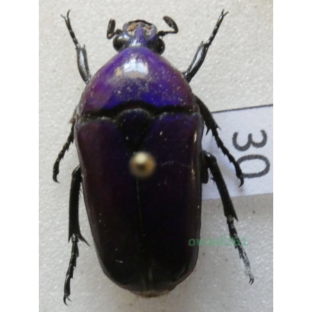 Chlorocala africana oertzeni Kolbe, 1895 ex. ovo Tanzania30